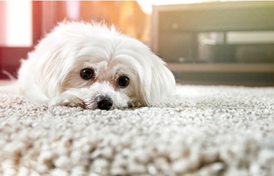 توصیه هایی برای صاحبان حیوان خانگی هنگام خرید فرش ماشینی